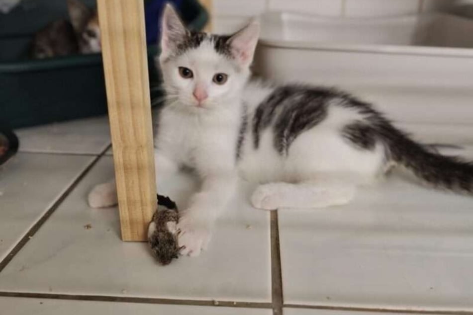 Fiete ist ein aufgeweckter kleiner Kater, der vor Lebensfreude nur so sprüht.
