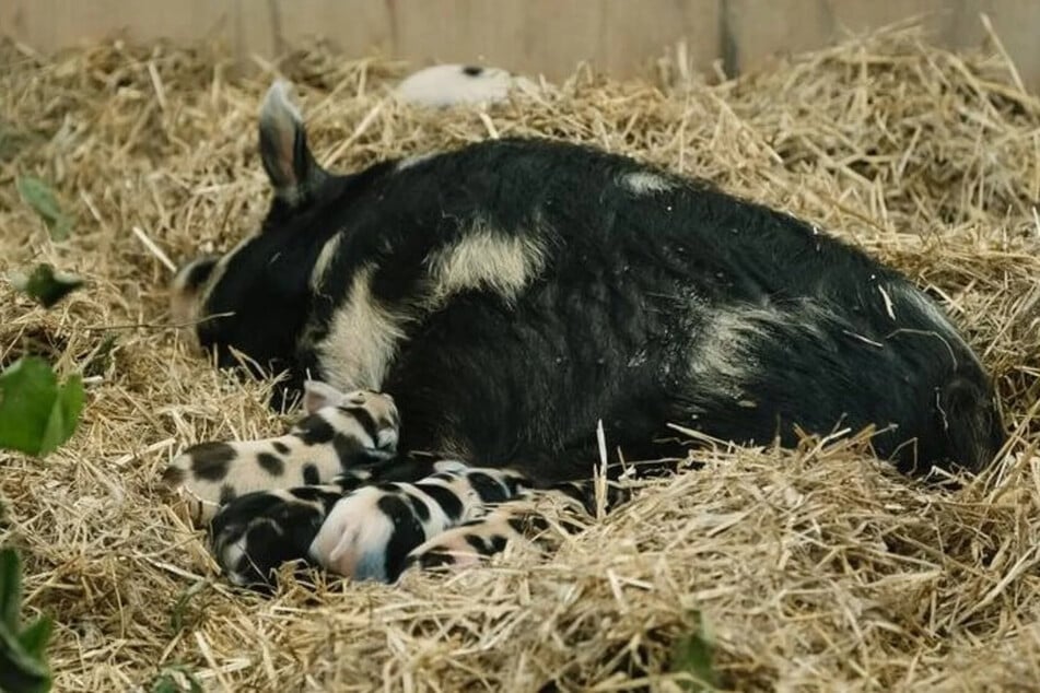 Kunekune-Mama Xippe kümmert sich um ihre sechs Ferkel.