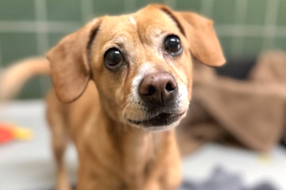 Hündin Hermine wartet noch immer im Tierheim Köln-Dellbrück auf ihre große Chance.