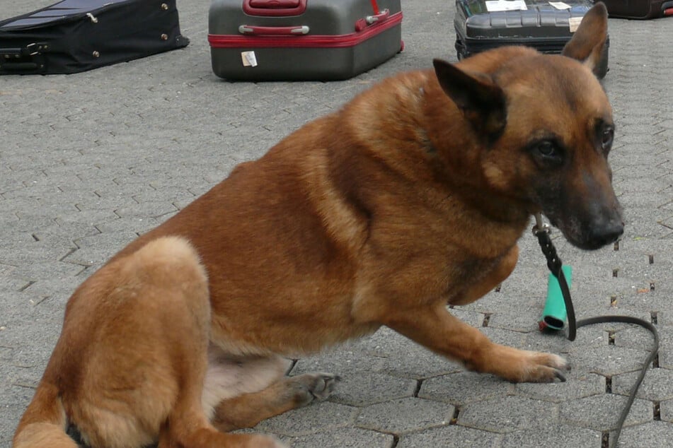 Hund Brego ist seit sieben Jahren für den Kölner Zoll im Einsatz.