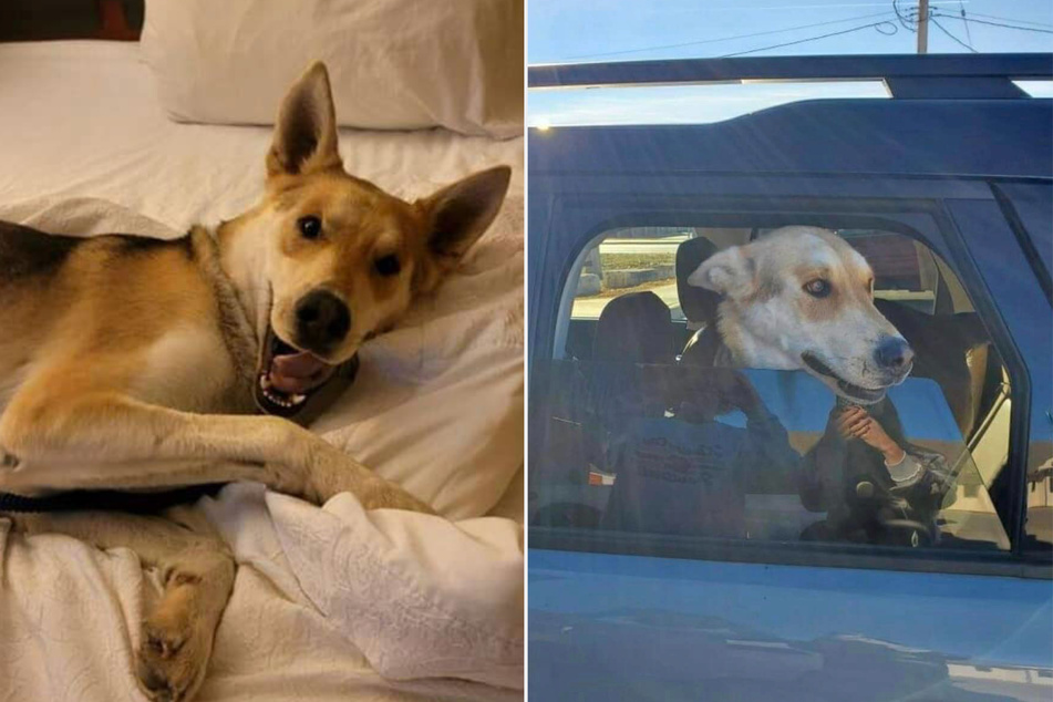 A German shepherd mix named Zeppelin went missing 14 months ago and was recently found over 1,600 miles away from his Sacramento home.