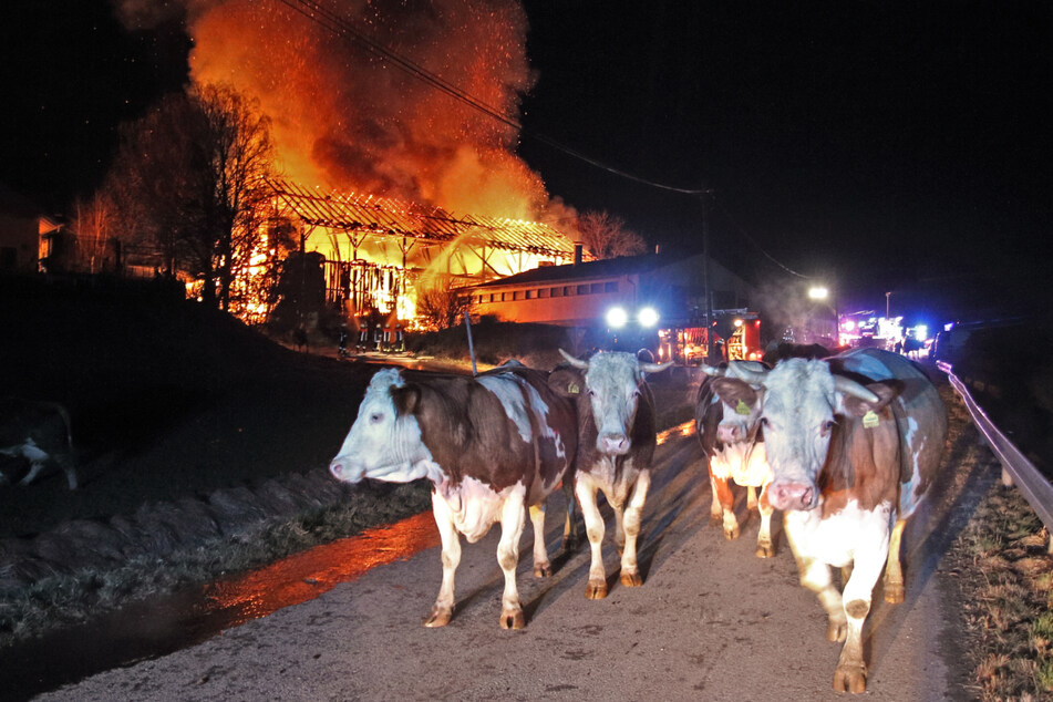 Rinder stehen vor einem brennenden Bauernhof auf einer Zufahrtsstraße.