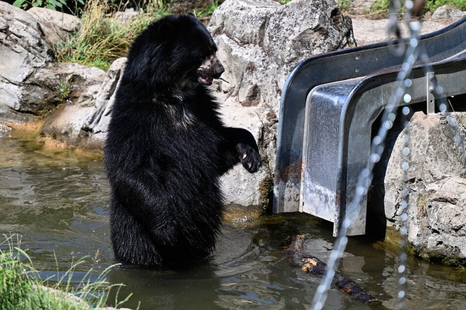 Ein Brillenbär im Frankfurter Zoo nimmt ein Bad. Ansonsten verbringen sie bei Hitze ihre Zeit im Schatten oder in den Innenräumen.