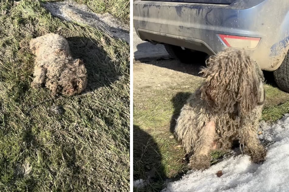 Am Rand einer Straße wurde die verwahrloste Hündin entdeckt.