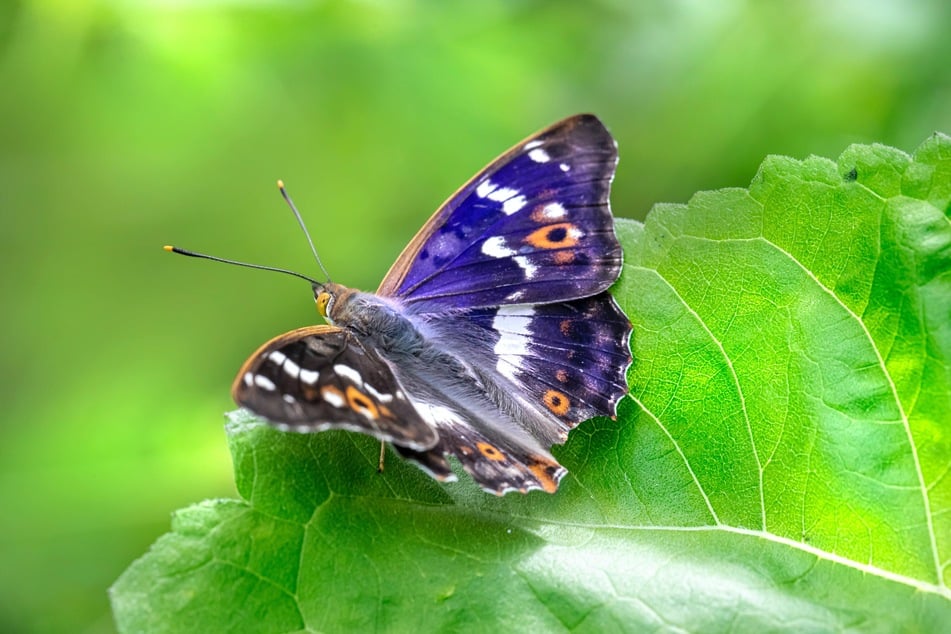Der Große Schillerfalter gehört zu den größten Schmetterlingen in Deutschland.