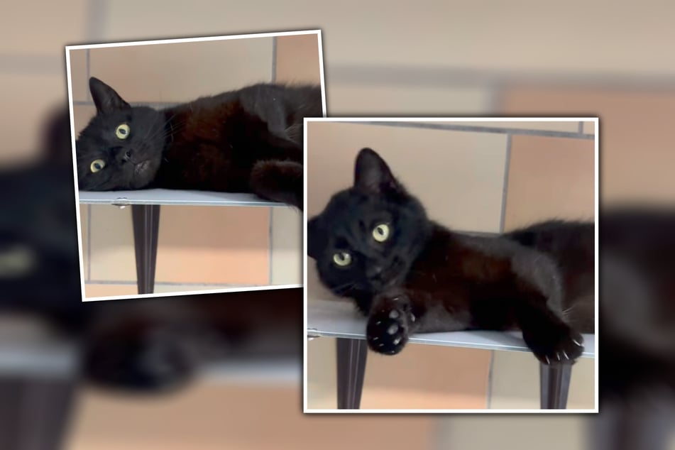 Die sieben Monate alte Toffee freut sich auf Menschen, die sie endlich wertschätzen.