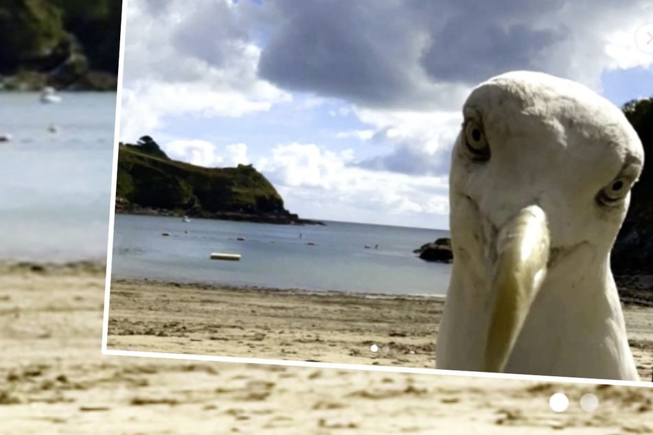 Freche Möwe findet am Strand ein Handy, dann macht sie damit ein Selfie