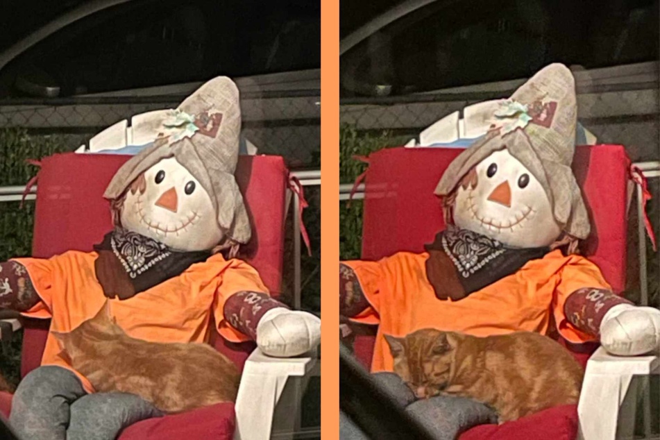 A Reddit user's story about how a "neighborhood cat likes to come and cuddle" with her a Halloween scarecrow placed on her mom's front porch has got the internet obsessed.