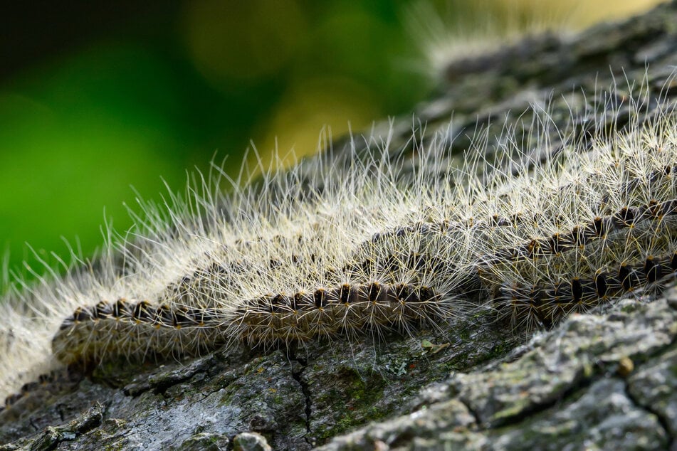 Gefährlich: Die Haare des Eichenprozessionsspinners können bei Berührung schwere körperliche Folgen für den Menschen haben.
