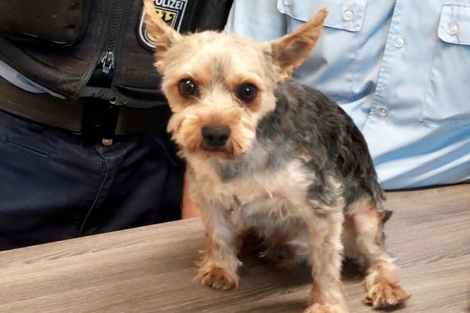 Ein kleiner Yorkshire Terrier hat am Mittwochnachmittag am Bahnhof Weiden die Bundespolizei auf den Plan gerufen.