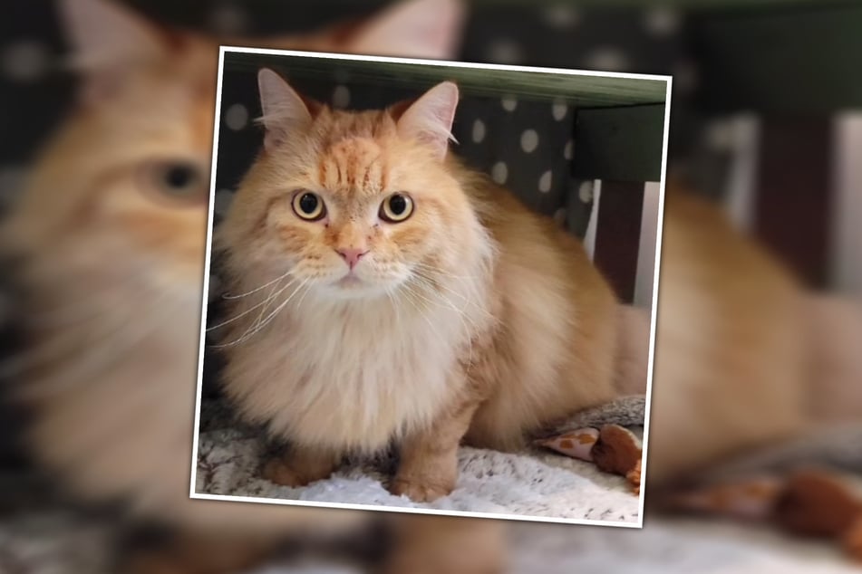 In seinem neuen Zuhause möchte der sibirische Waldkater die Aufmerksamkeit seiner Menschen mit niemandem teilen müssen.