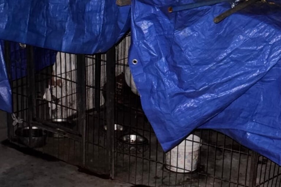 Das war das einzige Zuhause, das die beiden Hunde kannten.