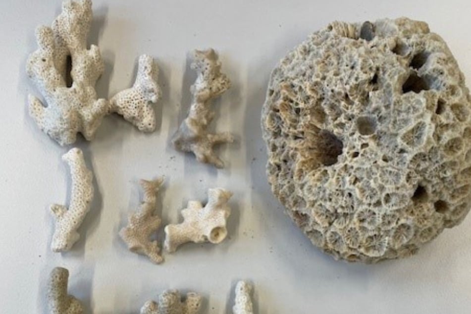 Der Thailand-Urlauber (56) hatte unter anderem eine Steinkoralle in der Größe einer Honigmelone im Gepäck.