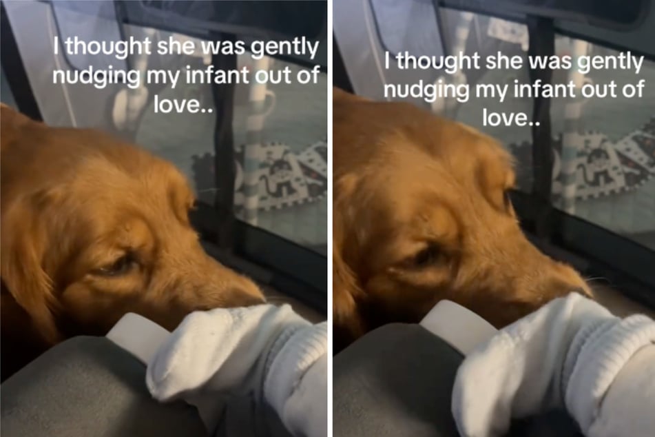 Frau filmt Golden Retriever beim Kuscheln mit Baby - was er dann tut, bringt Millionen zum Lachen