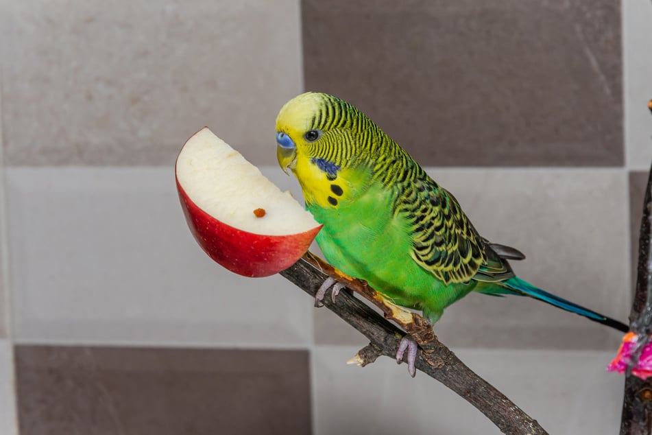 Ein Stück Apfel lässt sich so mancher Wellensittich gern schmecken.
