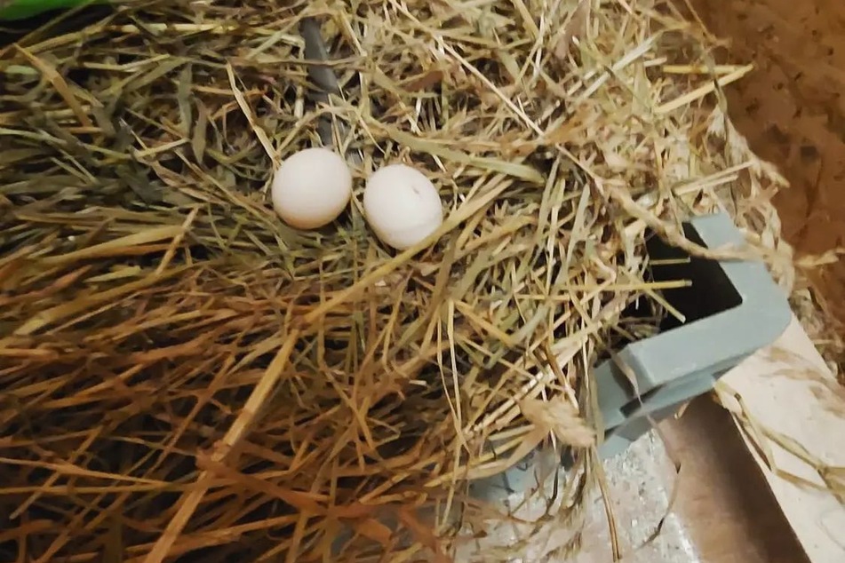 Die Tierschützer können sich über viele Tauben-Eier freuen.