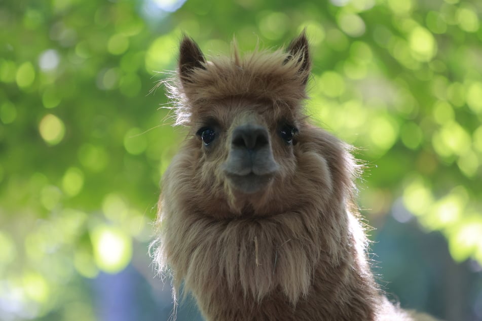 Alpakas sind als flauschige Tiere bekannt, doch sie können auch Krankheiten übertragen. (Symbolfoto)