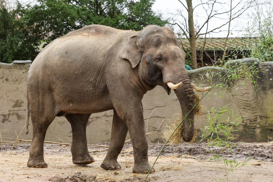 Elefantenbulle Maurice wurde in einem französischen Zoo geboren.