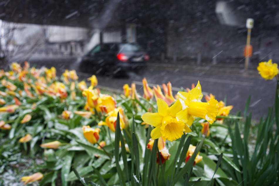 Osterglocken im Schneeregen.