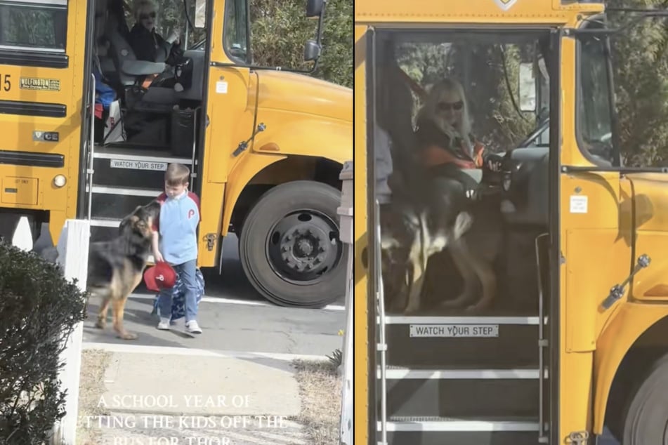 Schäferhund "Thor" aus den USA hat es sich zur Aufgabe gemacht, seine Menschen-Brüder jedes Mal vom Schulbus abzuholen.