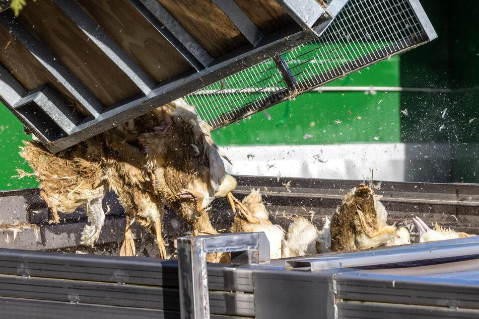 Drei Tiere in Sachsen erlagen bereits der Vogelgrippe. (Symbolfoto)