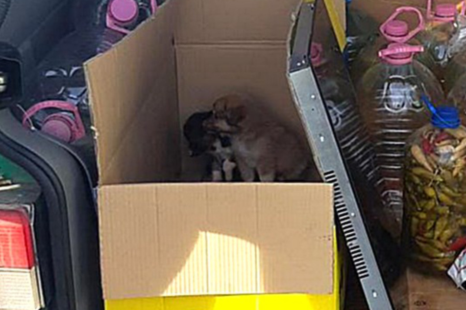 Am Rastplatz "Am Heidenholz" an der A17 zogen die Bundespolizisten einen Kleintransporter aus dem Verkehr. Im Kofferraum waren zwei Hundewelpen versteckt.