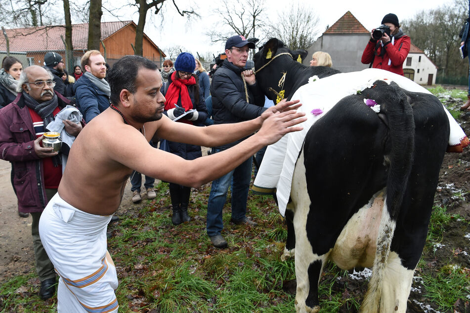 Hindu-Priester Prasad Agilandam betet neben der Kuh "Madel" von Landwirt Frank Imhoff. Archivbild)