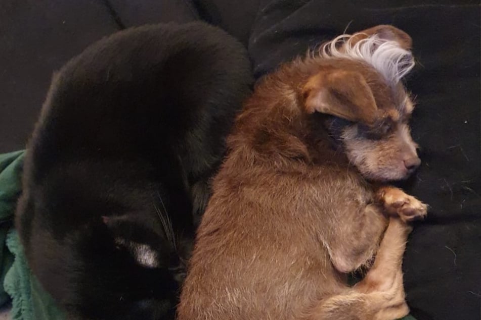 Besonders gerne ist der Vierbeiner mit anderen Tieren zusammen.