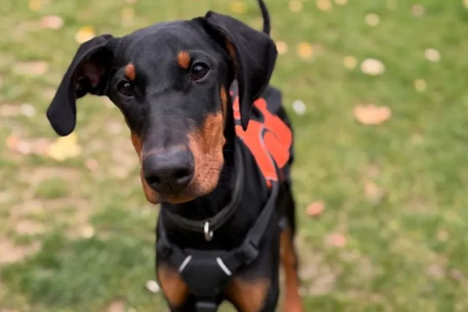 Dobermann-Hündin Narja ist erst vier Monate alt, sucht aber schon ein neues Zuhause.