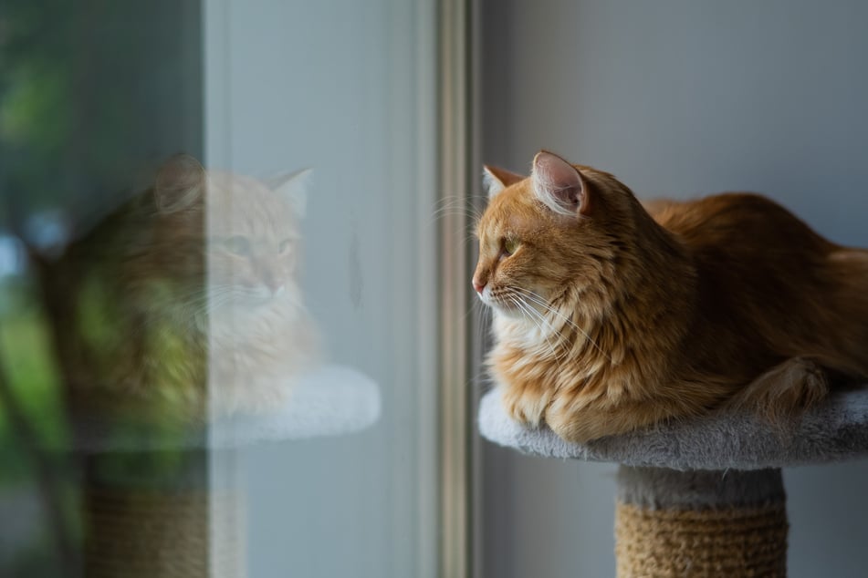 Einen Platz am Fenster einzurichten, ist das Mindeste, was man für ehemalige Freigänger tun kann.