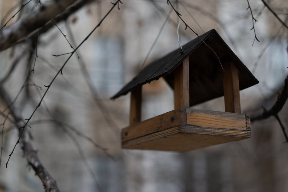 Warum kommen keine Vögel zum Vogelhaus? Liegt es am Standort? Futter?