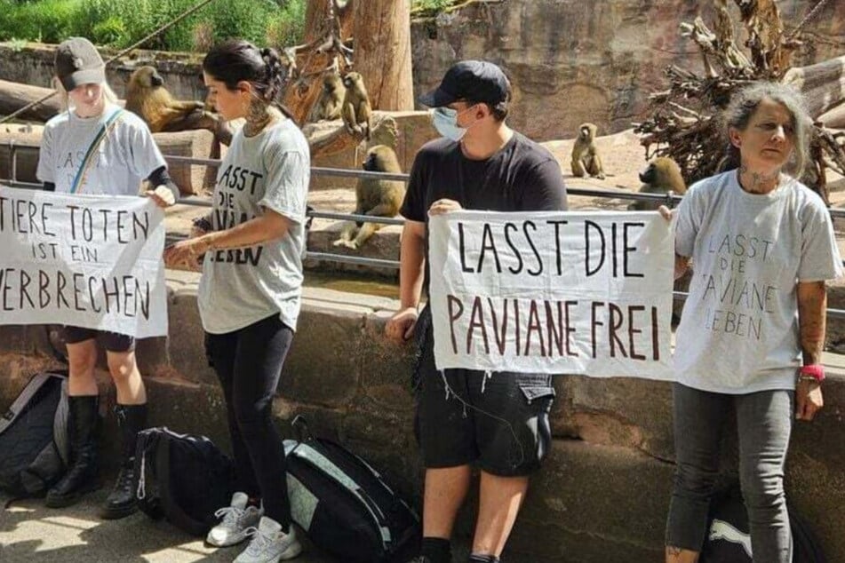 PETA und die Affen-Tötung: Wie aussagekräftig ist die Umfrage zum Nürnberger Zoo wirklich?