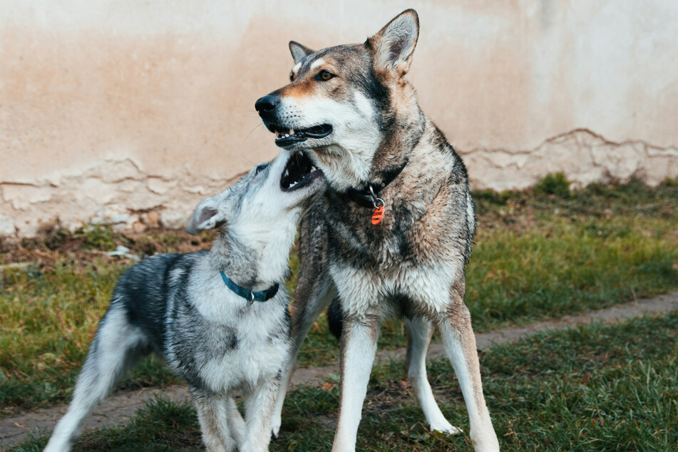 Not every puppy always has to leave the litter, and when they don't, they often develop a very close bond with their mothers.