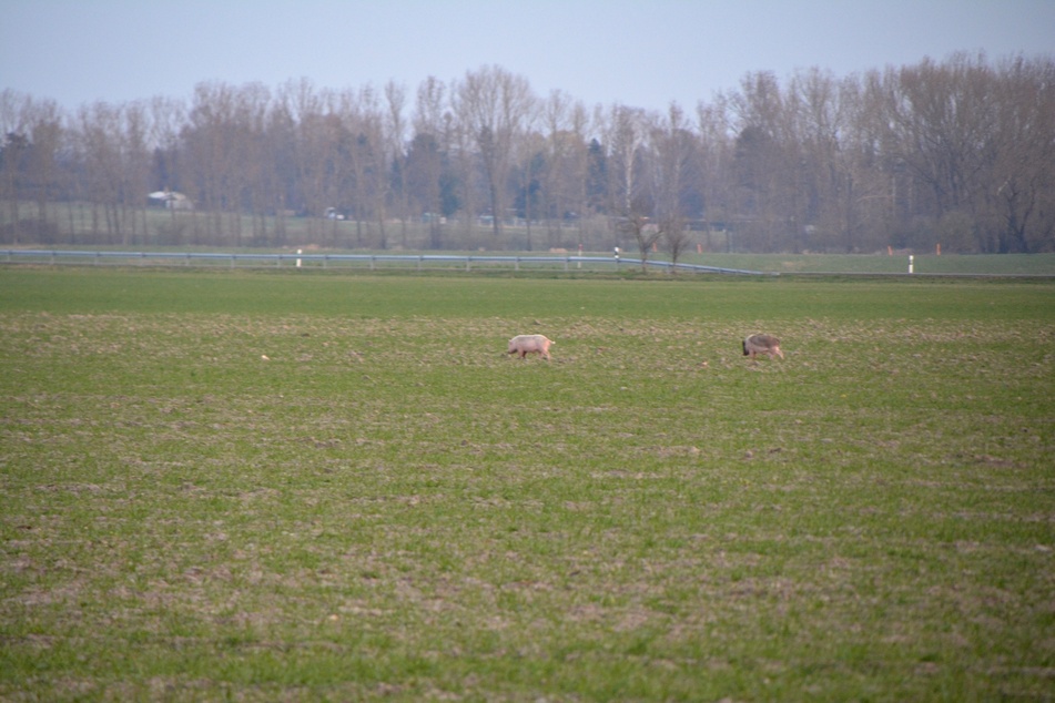 "Geronimo!" Die Schweine folgten dem Ruf der Freiheit.