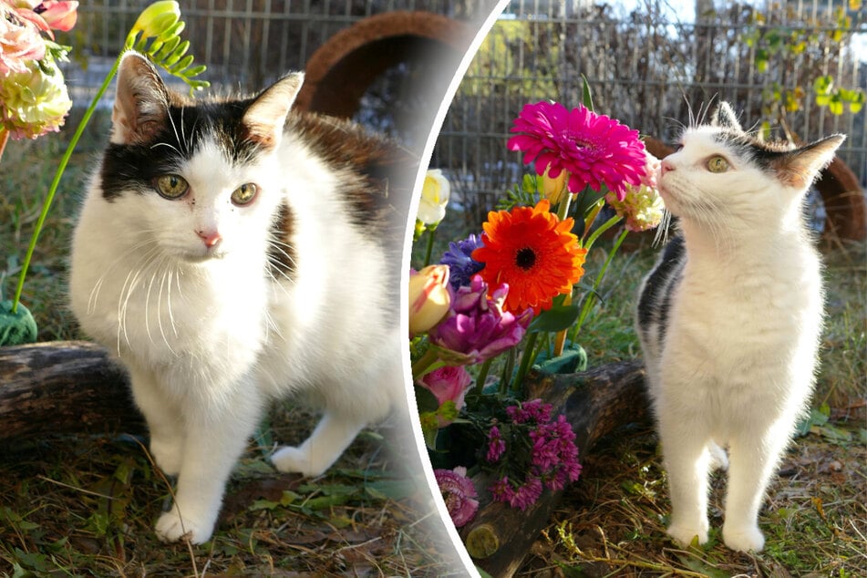 Katze Churri hält sich gerne draußen auf und genießt die Sonne auf ihrem Fell.