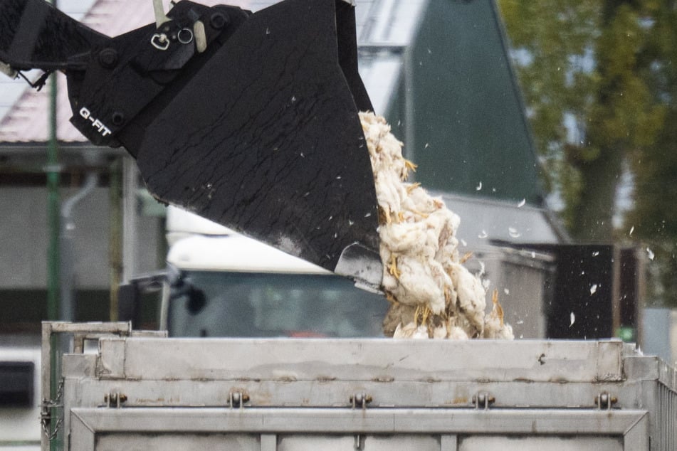 Nach mehreren Fällen von Vogelgrippe müssen die Verbraucher möglicherweise deutlich tiefer in die Tasche greifen.