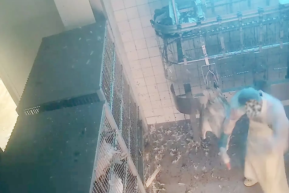 Brutale Szenen in Geflügelschlachthof: Tierschützer erheben schwere Vorwürfe