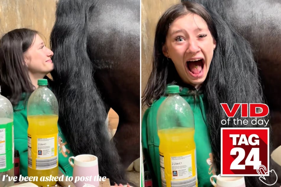 This horse farted right in its owners face in this hilarious viral TikTok!