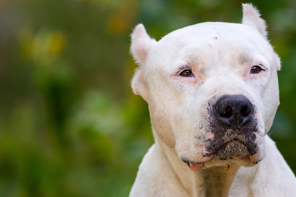 Pit bulls who terrorize an entire neighborhood kill a three-year-old child