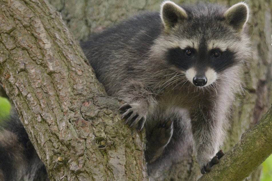 Frau findet Waschbär im Haus: Der will nicht mehr gehen