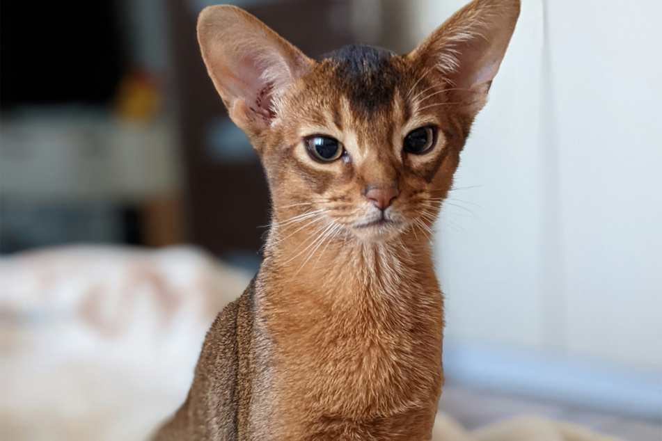 Few cats have ears that can compare to the mighty Abyssinian.