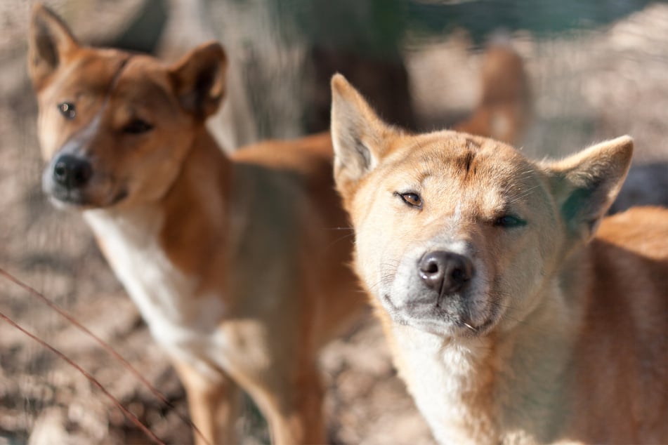 New Guinea singing dogs are strange, wacky, and wonderful creatures.