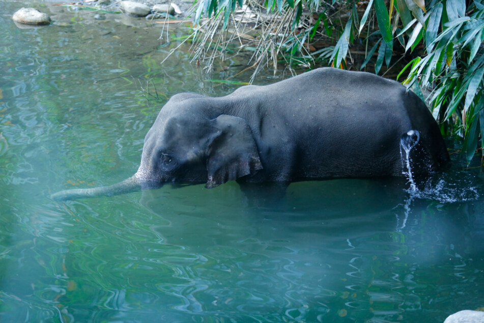 Nachdem der trächtige Elefant wegen einer mit Böllern gefüllten Ananas starb, wurde ein Mann festgenommen.
