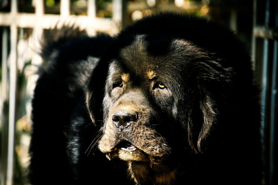 The Newfoundland is one of the world's largest dogs.