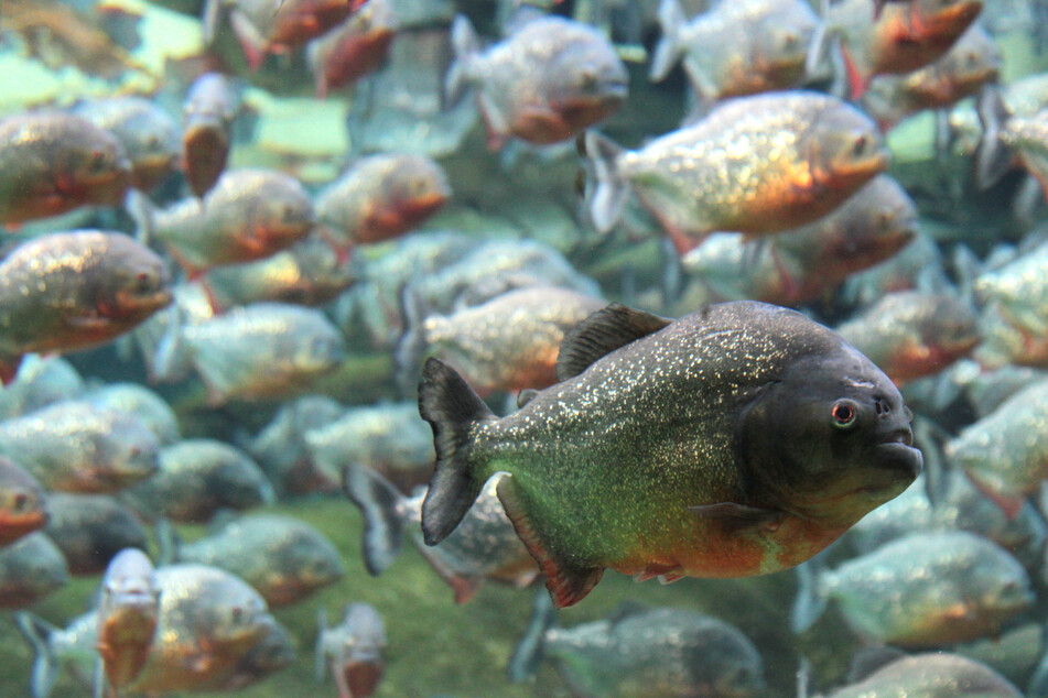 Sie sehen wenig bedrohlich aus, können aber grausam töten: Piranhas. (Symbolbild)