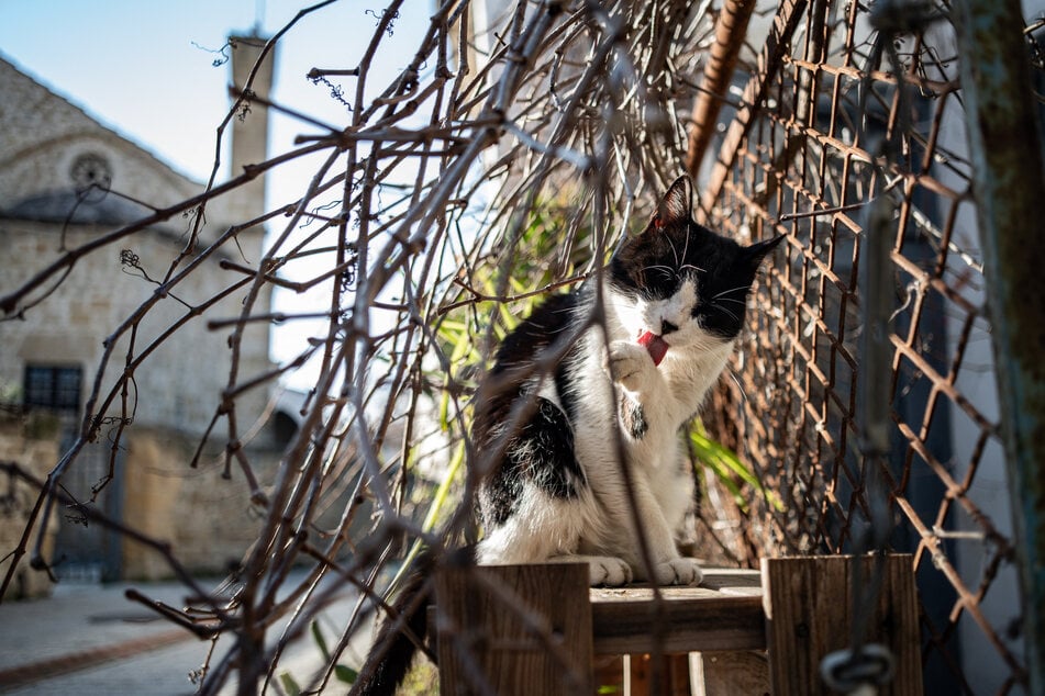 Inzwischen gibt es viel zu viele: Zyprische Legenden besagen, dass die Heilige Helena ein Schiff voller Katzen nach Zypern schickte, um dort Giftschlangen zu bekämpfen.