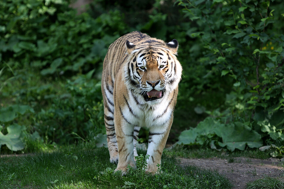 Im Alter von 19 Jahren musste Tiger Tomak am Mittwoch im Leipziger Zoo eingeschläfert werden.