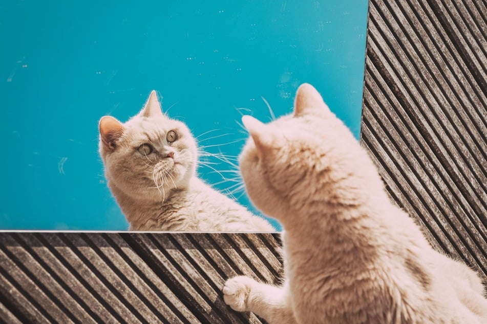 Erkennen sich Katzen im Spiegel?