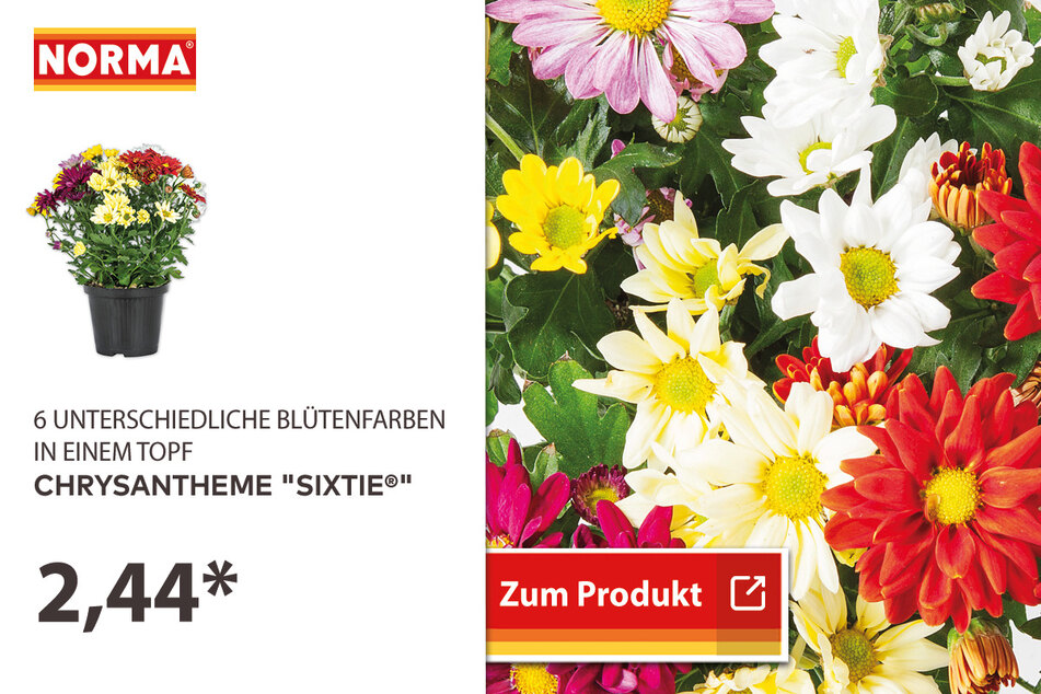 Chrysantheme "Sixtie" für 2,44 Euro.