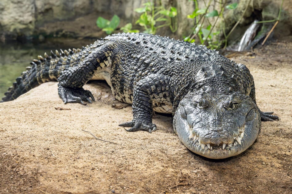Beschlagnahmtes Schrebergarten-Krokodil "Knöpfchen" hat neues Zuhause